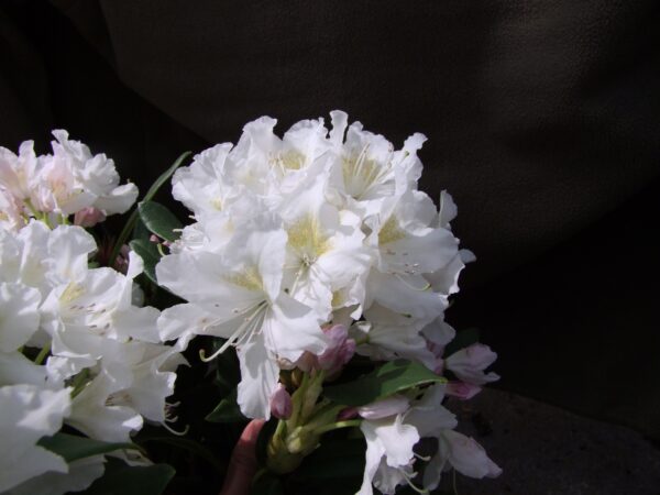 Rododendron 'Cunningham's White' P23