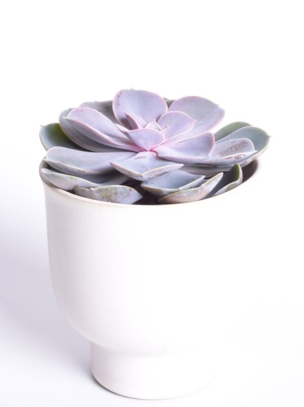 Soomuslehik 'Perle von Nurnberg' P8,5