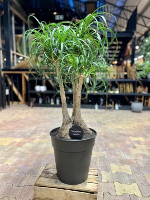 Käändnoliina (bokarna) P35 75cm harunenud