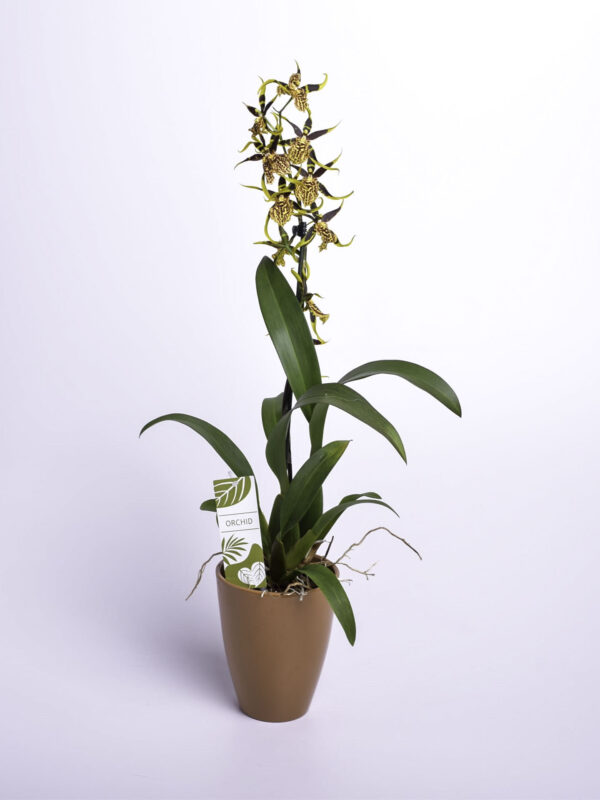 Ämblikkäpp 'Summer Dream' P12 60cm