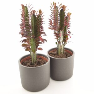 Kolmekandiline piimalill ‘Rubra’ P12