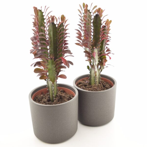 Kolmekandiline piimalill 'Rubra' P12