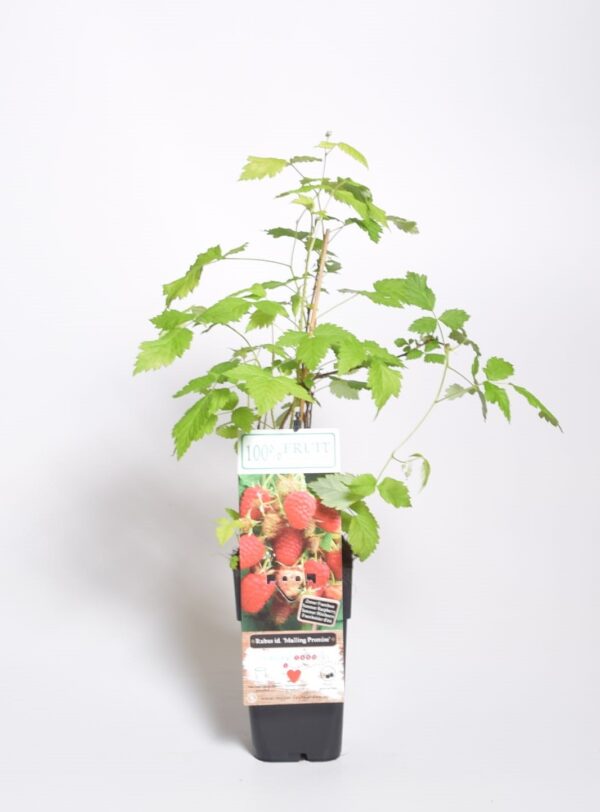 Harilik vaarikas 'Malling Promise' P17