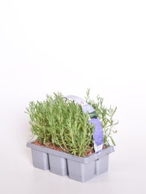 Tähklavendel 6-pakk