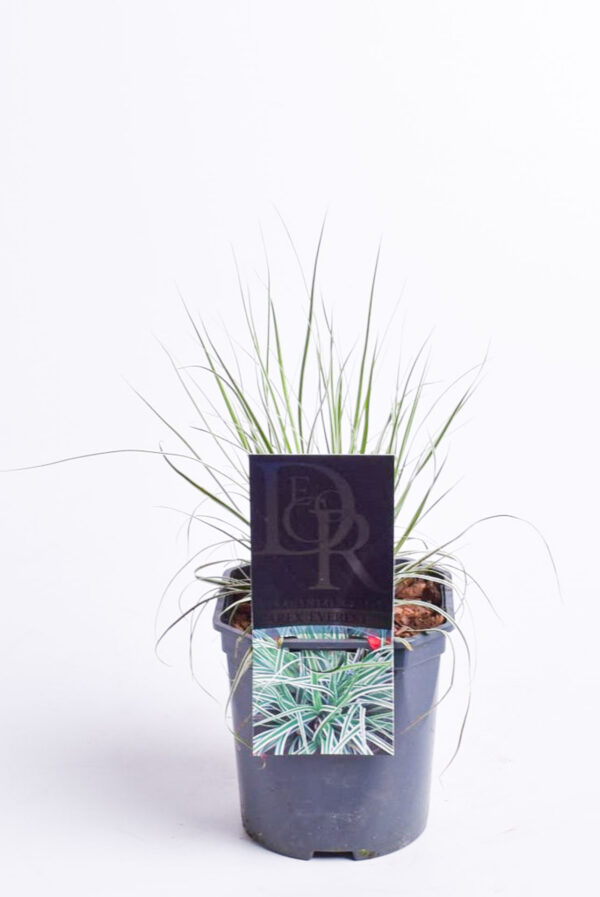 Oshiima tarn 'Everest' P17 20cm