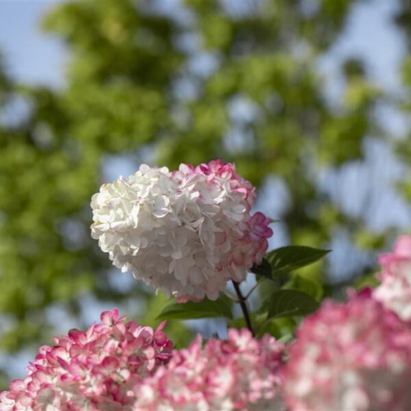 Aedhortensia 'Vanille Fraise' C5/P23
