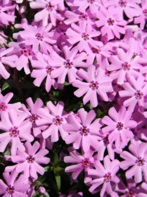 Nõeljalehine leeklill ‘Fort Hill’ P12 Eestis kasvatatud