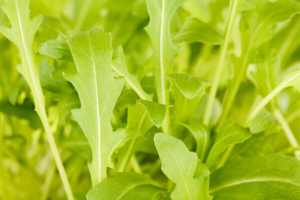 Võõr-liivsinep (rukola) P12 MAHE