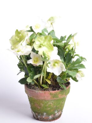 Lumeroos ‘Diva’ P15 savipotis