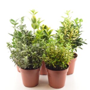 Jaapani kikkapuu P13 25cm erinevad