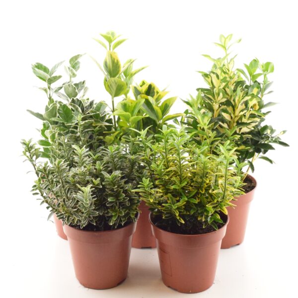 Jaapani kikkapuu P13 25cm erinevad