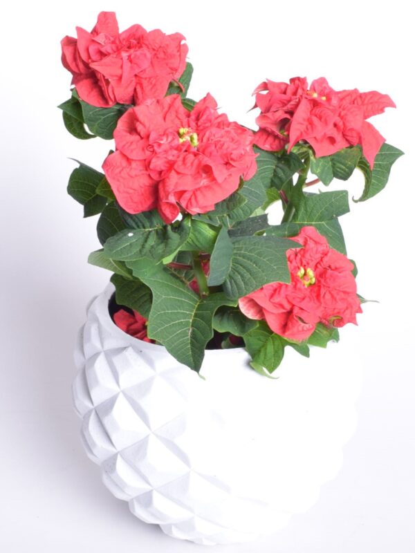 Jõulutäht 'Winter Rose' P13 20cm 5+ õiega