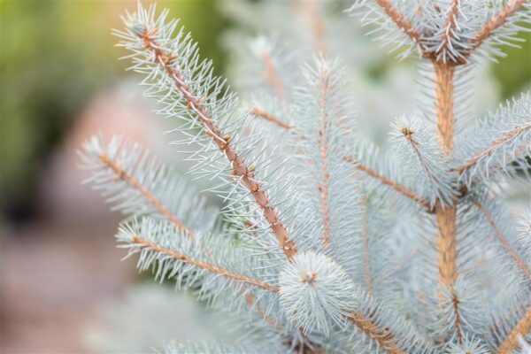 Torkav kuusk 'Super Blue' P54 130-150cm