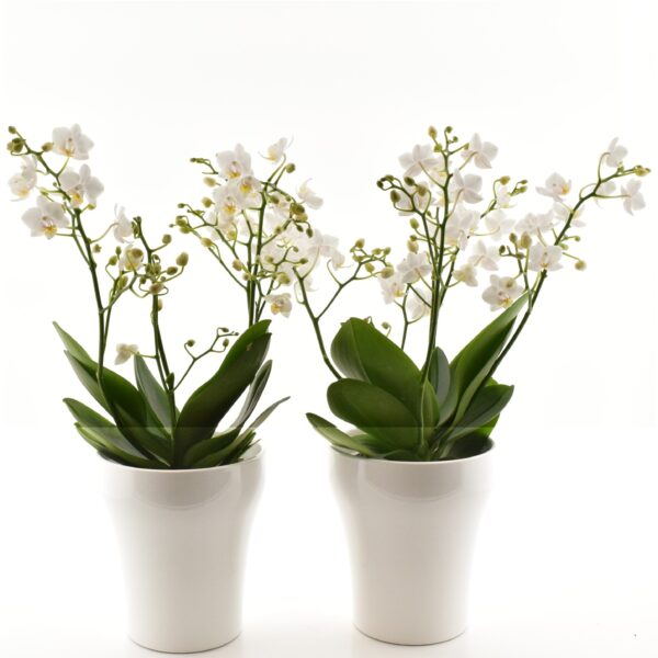 Kuuking 'Wild White' P12 4-5 õievart