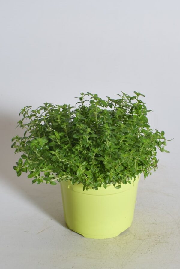 Liivatee P12 erinevad Eestis kasvatatud