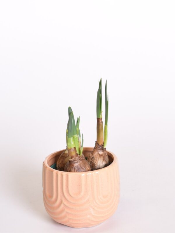 Nartsiss 'Bridal Crown' P9