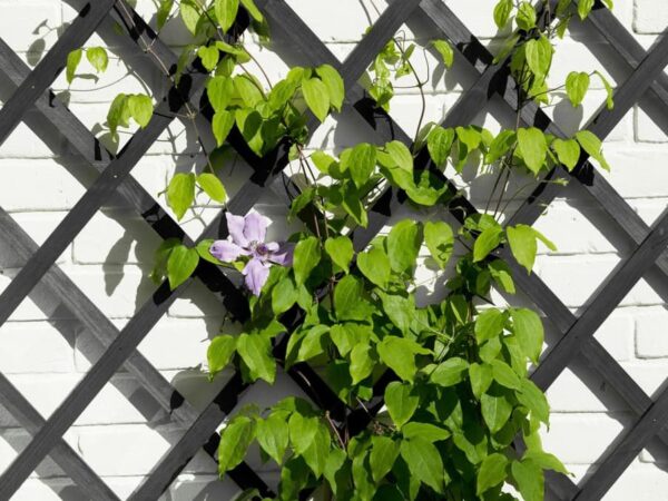 Võresein Nature puidust antratsiit 100x h300cm