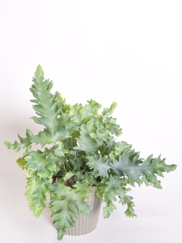 Harilik kuldimar 'Davana' P12