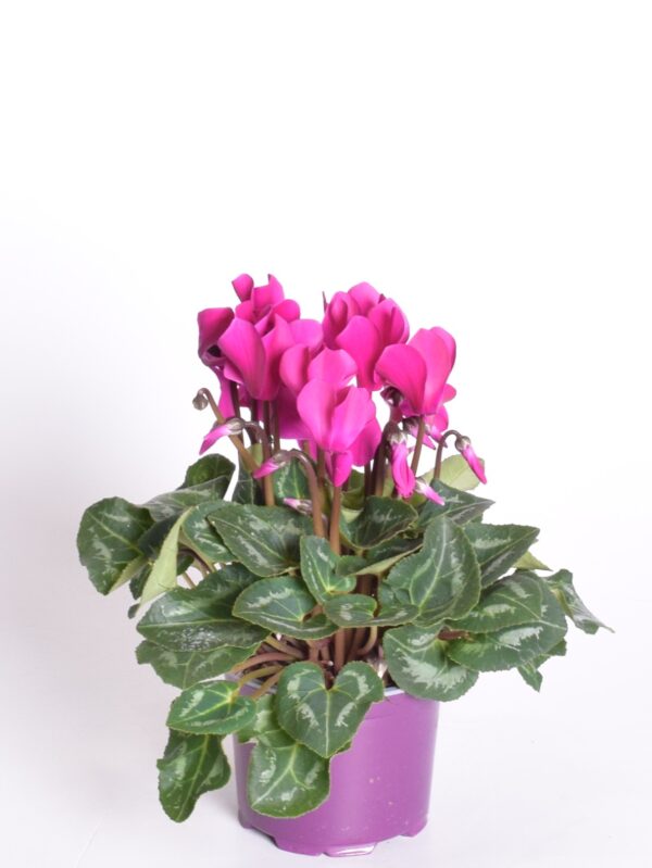 Alpikann P12 erinevad