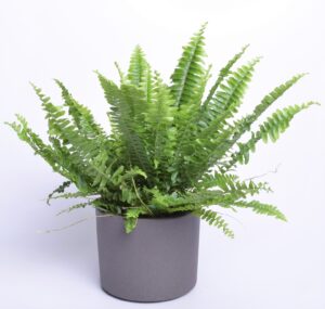 Kõrge nefroleep ‘Green Lady’ P9