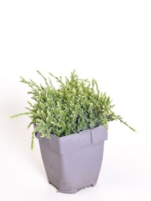 Kirju kadakas ‘Holger’ P17