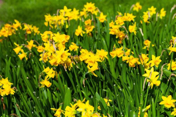 Nartsiss 'Tete a Tete' P12