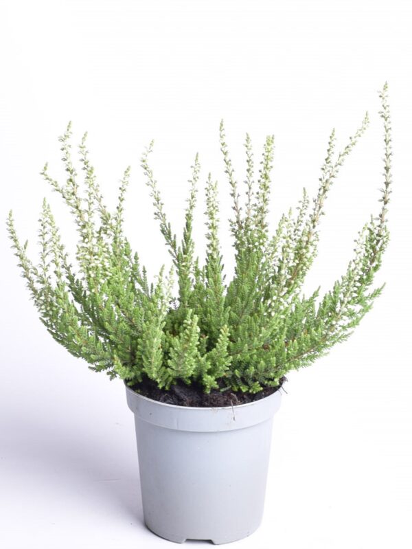 Kanarbik P9/P10 erinevad