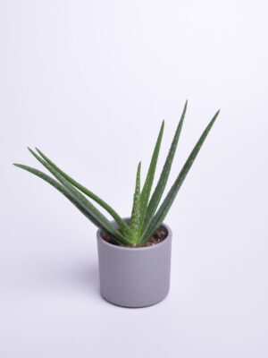 Harilik aaloe P12 XS