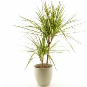 Ääris-draakonipuu ‘Sunray’ P17 50cm 2 tüve