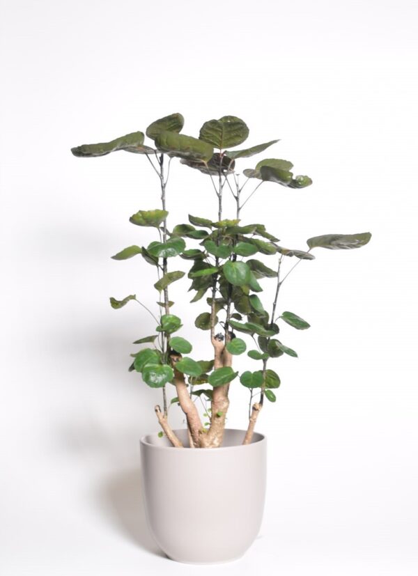 Sokotra tarasarik 'Fabian' P17 50cm