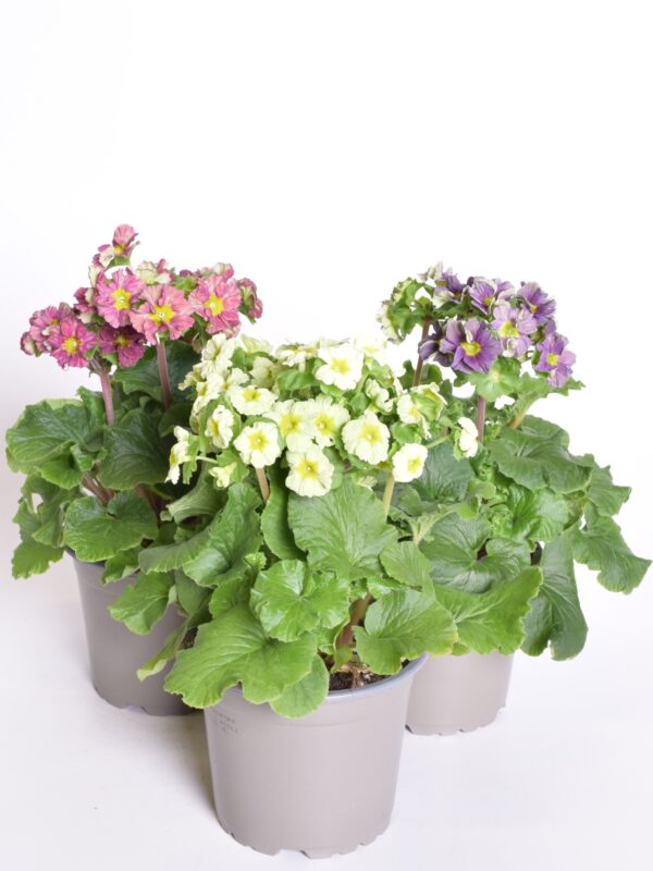 Kuhikpriimula P12 erinevad