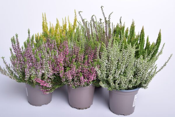 Kanarbik P9/P10 erinevad