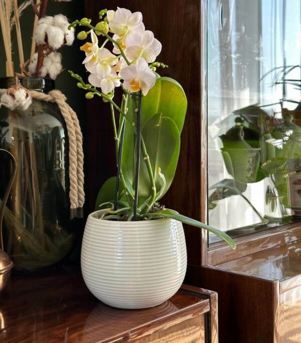 Lillepott Vintage triibud Ø15x h13cm valge