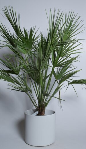 Kääbuspalm P50 140cm