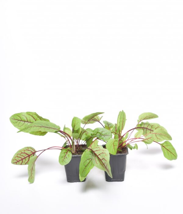 Verev oblikas P8 Eestis kasvatatud