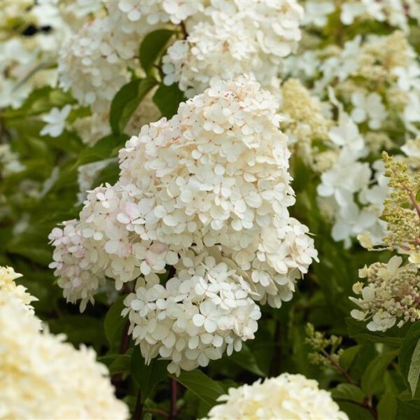 Aedhortensia 'Vanille Fraise' C5/P23