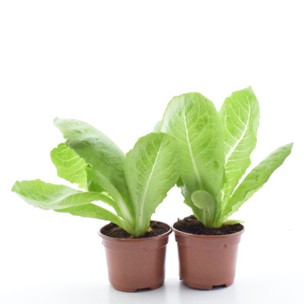 Rooma salat P9 ÖKO /Eestis kasvatatud