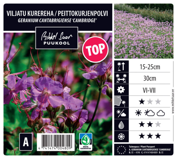 Viljatu kurereha 'Cambridge' P12 Eestis kasvatatud