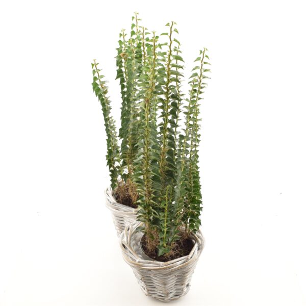 Harilik luuderohi 'Erecta' P13