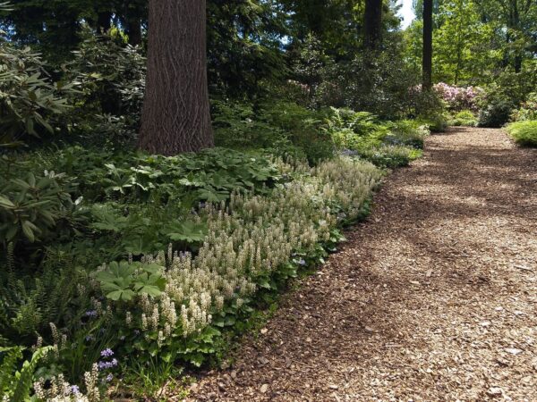 Tiarell 'Sugar and Spice' P14 Eestis kasvatatud