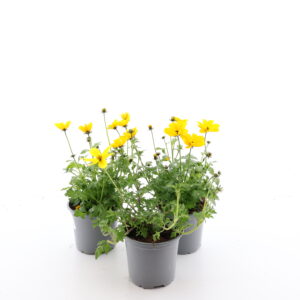 Feerulalehine ruse P10,5/P12 /Eestis kasvatatud