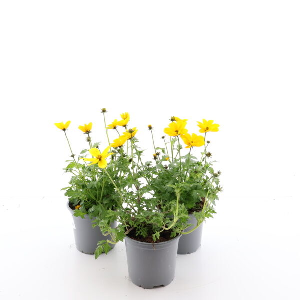 Feerulalehine ruse P10,5/P12 Eestis kasvatatud