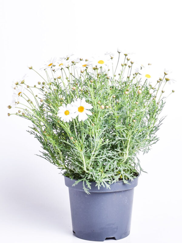 Põõsas-hõbekakar P19