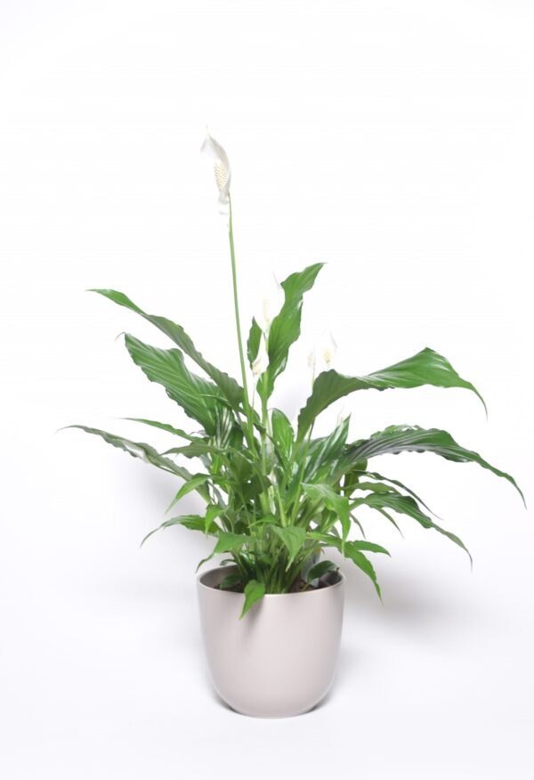 Tõlvlehik 'Sweet Silvio' P14 45cm