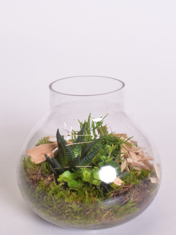 Terraariumiseade ümaras klaasis + LED