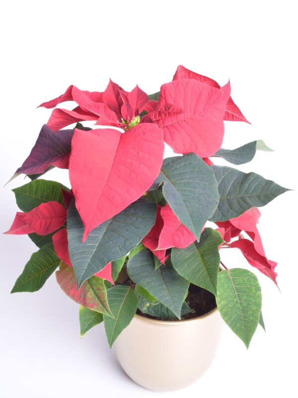 Jõulutäht P12 ekstra 1 õis Eestis kasvatatud