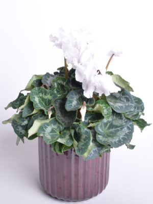 Alpikann P12/P13 Eestis kasvatatud