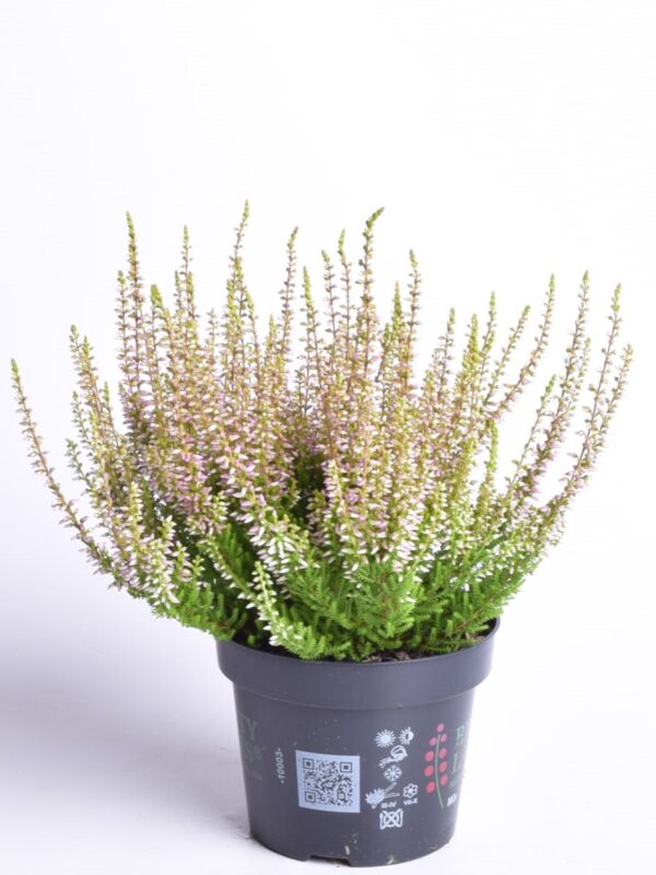 Kanarbik P11/P12 erinevad