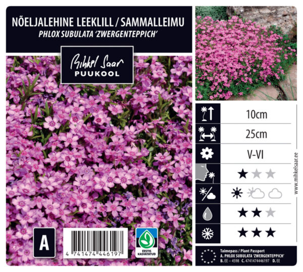 Nõeljalehine leeklill 'Zwergteppich' P12 Eestis kasvatatud