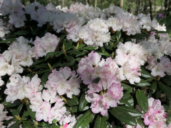 Rododendron 'Royal Rosy' P23 40-50cm